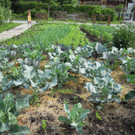 Kino im Garten