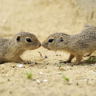 tiere.jpg