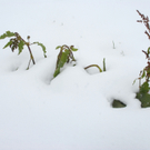 _DSC0166_JPG-1277396774