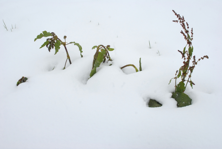 _DSC0166_JPG-1277396774