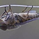 Frei_Bertram_507012_PB3_Haengeschlaf.jpg