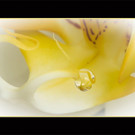 Mader_Karl-Heinz_507016_ST4_Phalaeonopsis.jpg