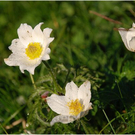 20100624_kanisfluh_aufgang_049_luc.JPG
