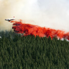Waldbr__nde in Washington.jpg