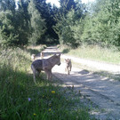 Wolfnachwuchs in NÖ gesichtet