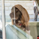 Vienna Classic Days 2016-90.JPG