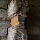 KOE_Pfadihuette Furx bald Geschichte 17.jpg