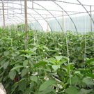 ausfl2010 017.jpg