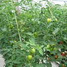 ausfl2010 022.jpg