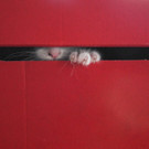 Ausgesetzt: Der kleine Kater "Nike"