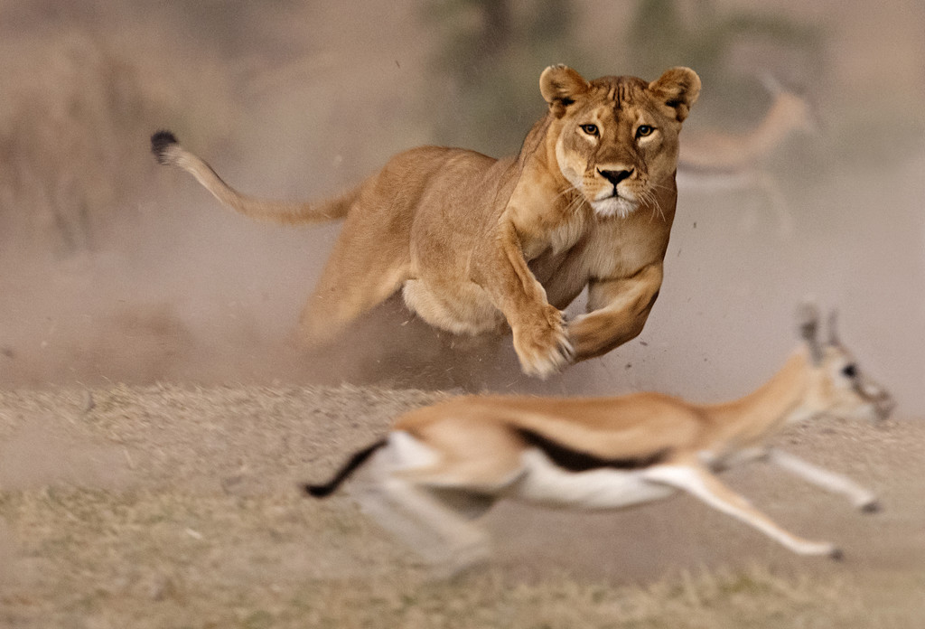 "Lioness hunt"