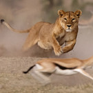 "Lioness hunt"