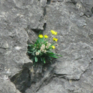 BK_illschlucht 6_jpg-1277480907