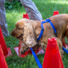ACA Sommerfest 03_09_2016-1.JPG