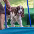 ACA Sommerfest 03_09_2016-2.JPG