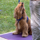 ACA Sommerfest 03_09_2016-5.JPG