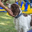 ACA Sommerfest 03_09_2016-6.JPG