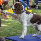 ACA Sommerfest 03_09_2016-7.JPG