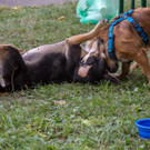 ACA Sommerfest 03_09_2016-12.JPG