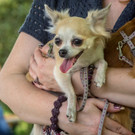 ACA Sommerfest 03_09_2016-13.JPG