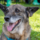 ACA Sommerfest 03_09_2016-15.JPG