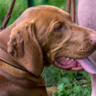 ACA Sommerfest 03_09_2016-22.JPG