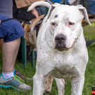 ACA Sommerfest 03_09_2016-72.JPG