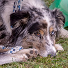 ACA Sommerfest 03_09_2016-74.JPG