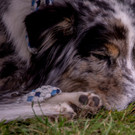 ACA Sommerfest 03_09_2016-75.JPG