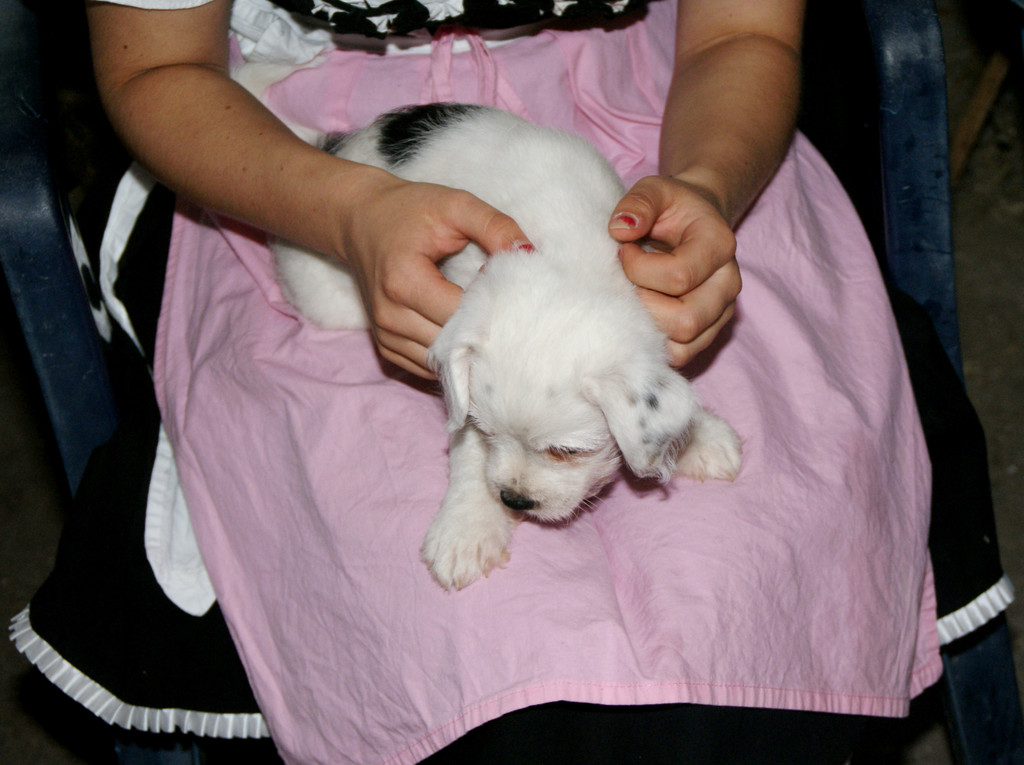 Die Kinder spielten mit den s____en Welpen.JPG