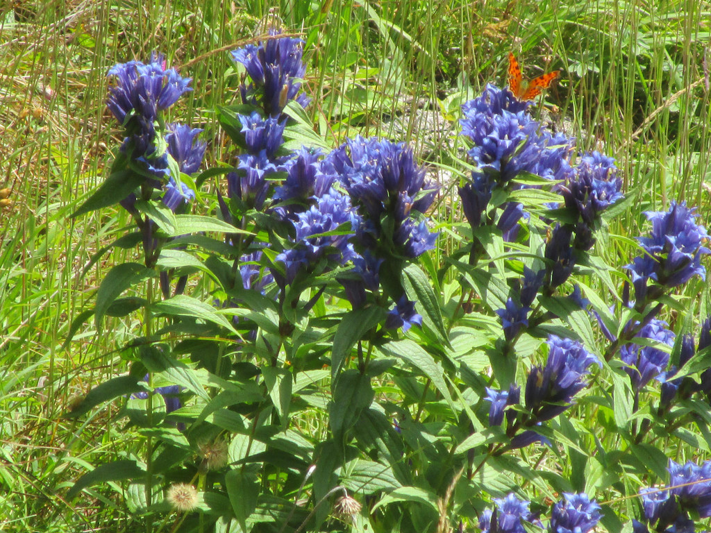 IMG_6182.JPG