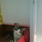 3 Babykatzen in Gisingen vermisst