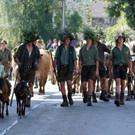 Alpabtrieb Schwarzenberg 32.jpg