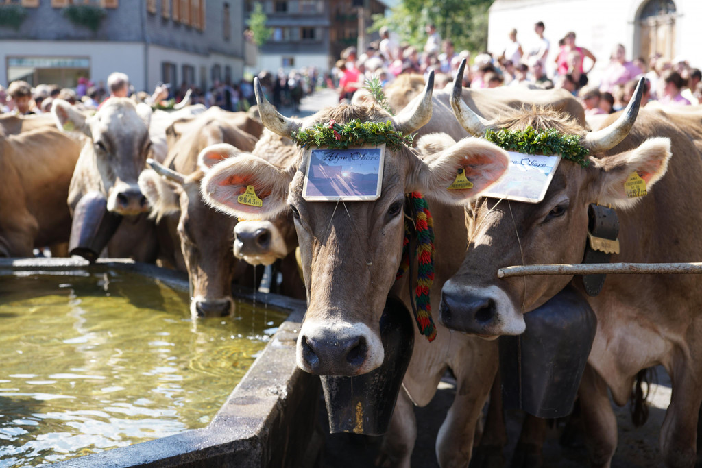 Alpabtrieb Schwarzenberg 26.jpg
