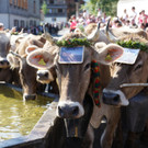 Alpabtrieb Schwarzenberg 26.jpg