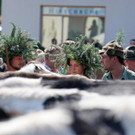 Alpabtrieb Schwarzenberg 30.jpg