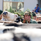 Alpabtrieb Schwarzenberg 29.jpg