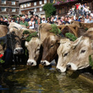 Alpabtrieb Schwarzenberg 27.jpg