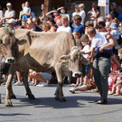 Alpabtrieb Schwarzenberg 15.jpg