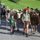 Alpabtrieb Schwarzenberg 1.jpg