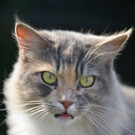 Aggression im Wiener Kleingarten: Das ist Katze Candy