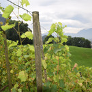 DSC_0003.JPG