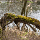 169390_Biber_veursachen_Schaeden_an_Baeumen.jpg