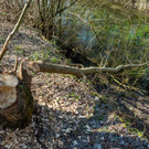 169397_Biber_veursachen_Schaeden_an_Baeumen.jpg