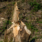 169398_Biber_veursachen_Schaeden_an_Baeumen.jpg