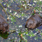 ABD0102-20130524.jpg