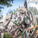 O zapft is - 22_09_2016 _22 von 128_.JPG