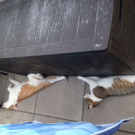 Vicky und Lucky auf der Dachterrasse