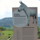 KOE_Wildpark Tierpate Esel 2.jpg