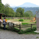 KOE_Wildpark Tierpate Esel 4.jpg